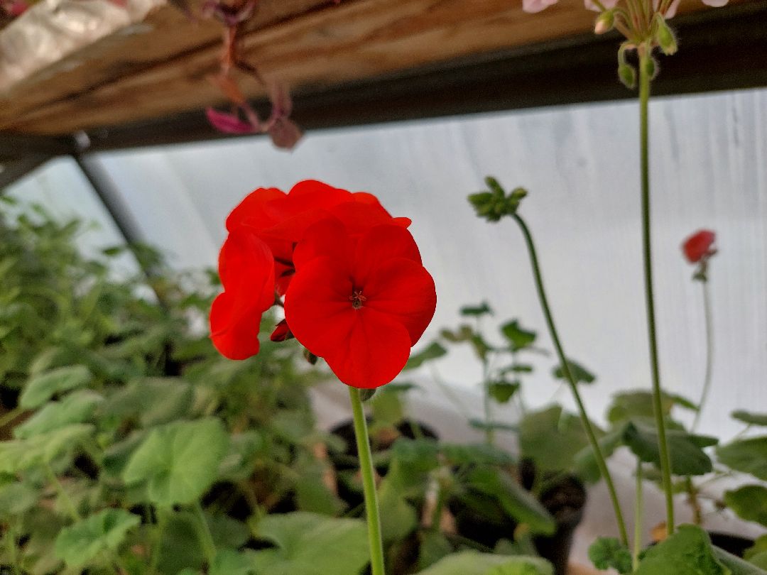 благоустройство, цветы, город, озеленение