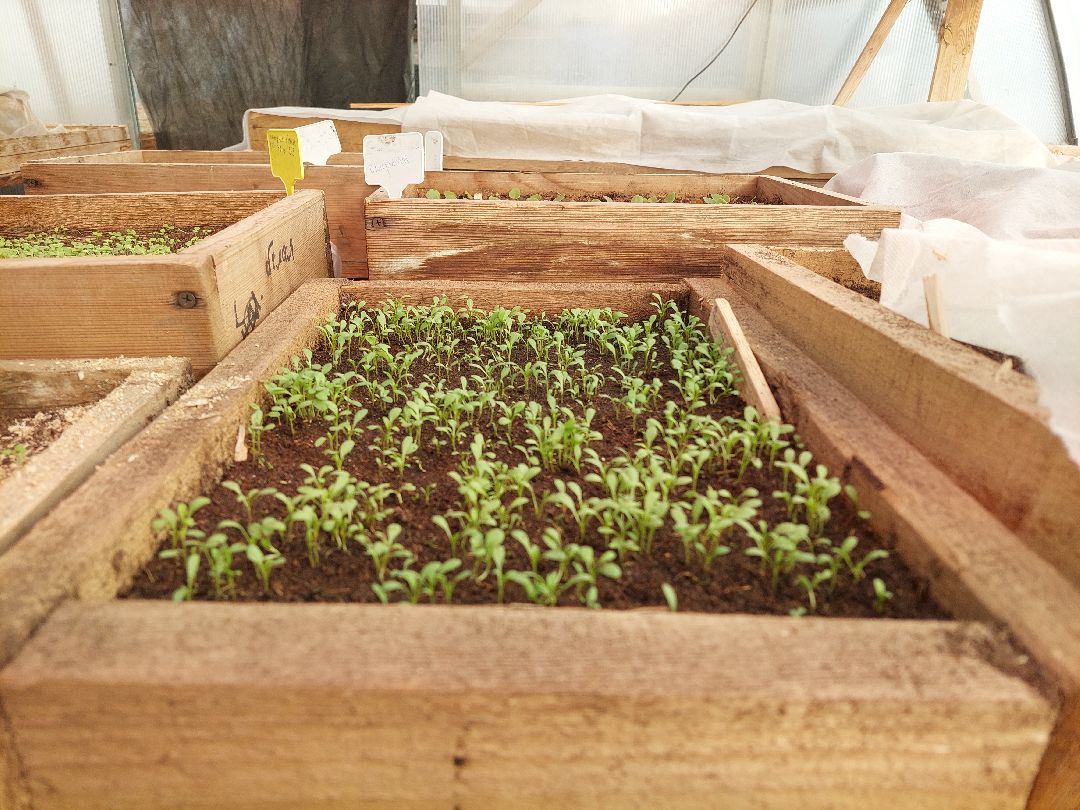 благоустройство, цветы, город, озеленение