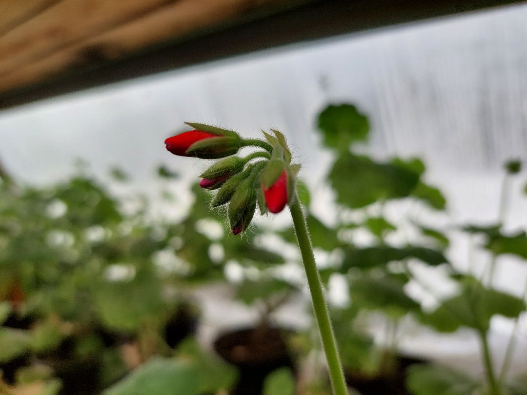 благоустройство, цветы, город, озеленение