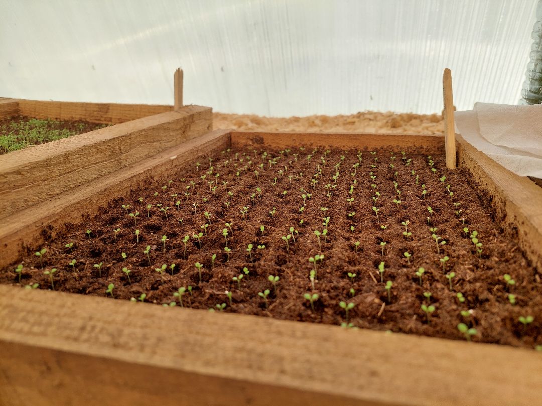 благоустройство, цветы, город, озеленение