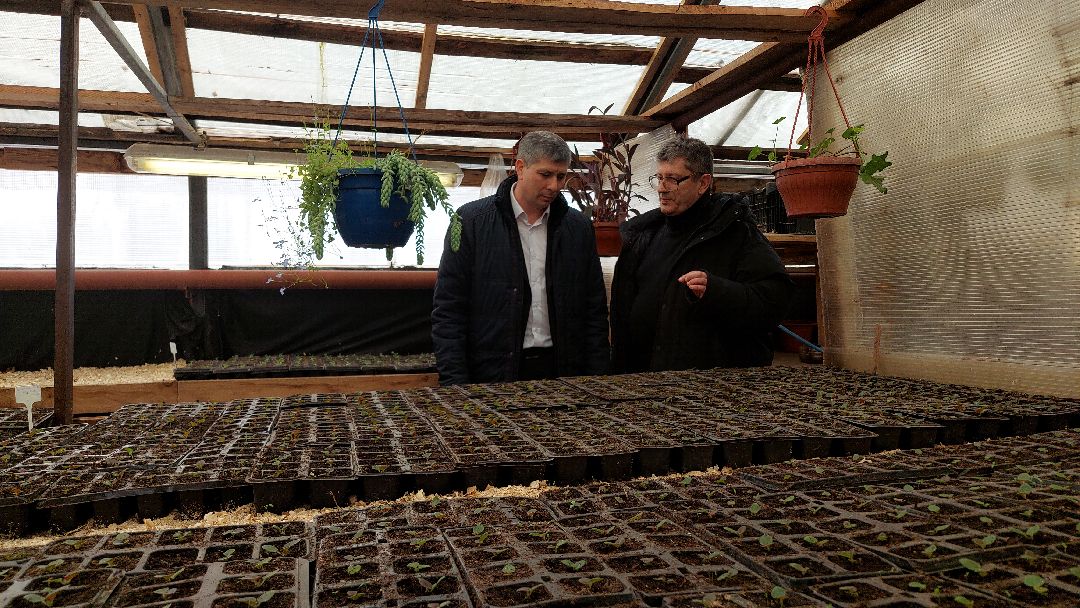 благоустройство, цветы, город, озеленение