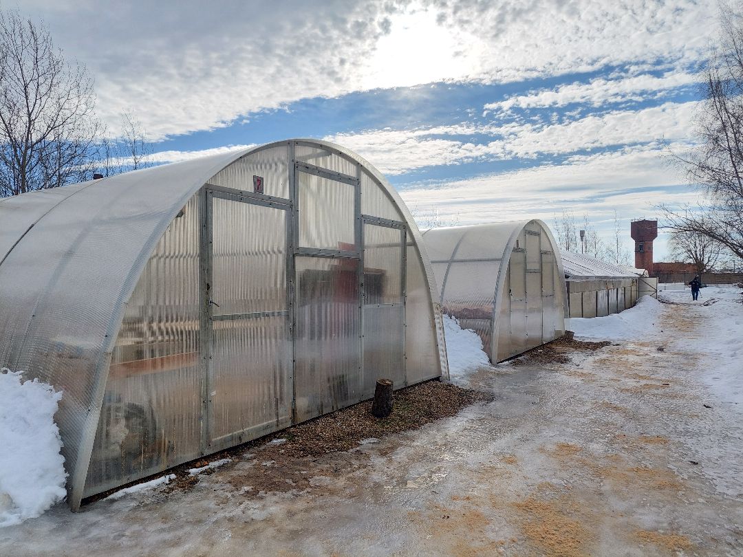 благоустройство, цветы, город, озеленение