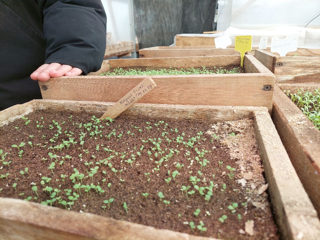 благоустройство, цветы, город, озеленение