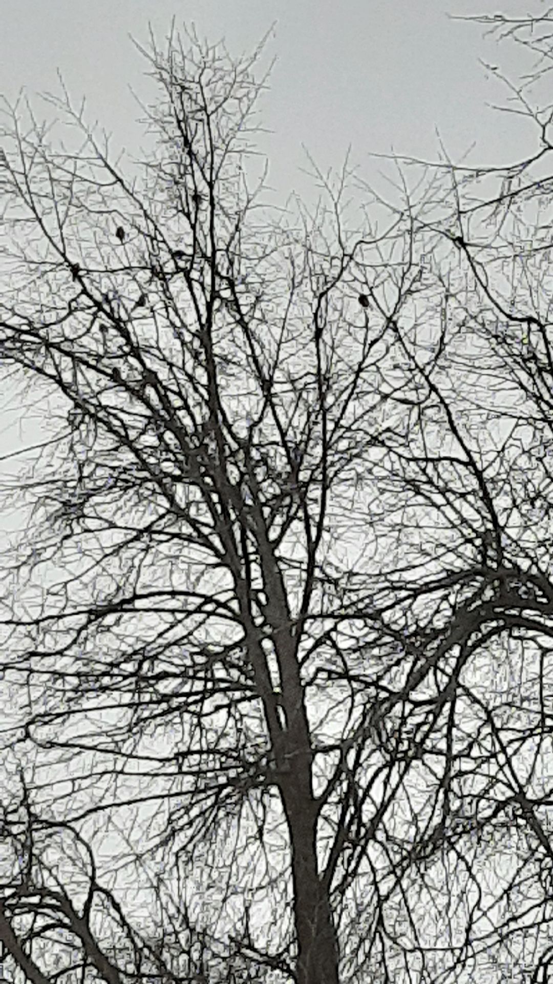 Серпухов Общество