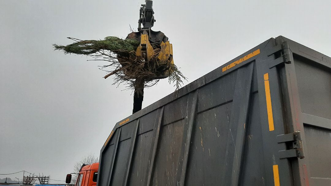 Серпухов Елки