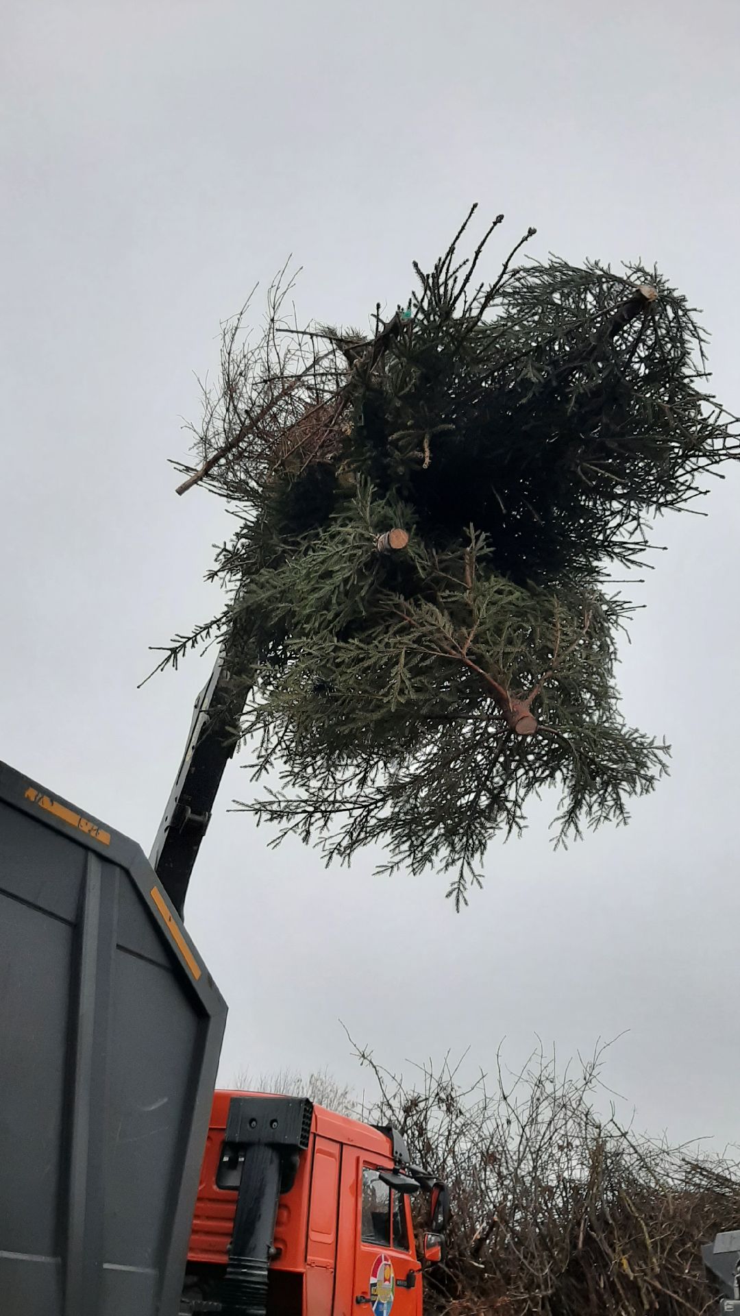 Серпухов Елки