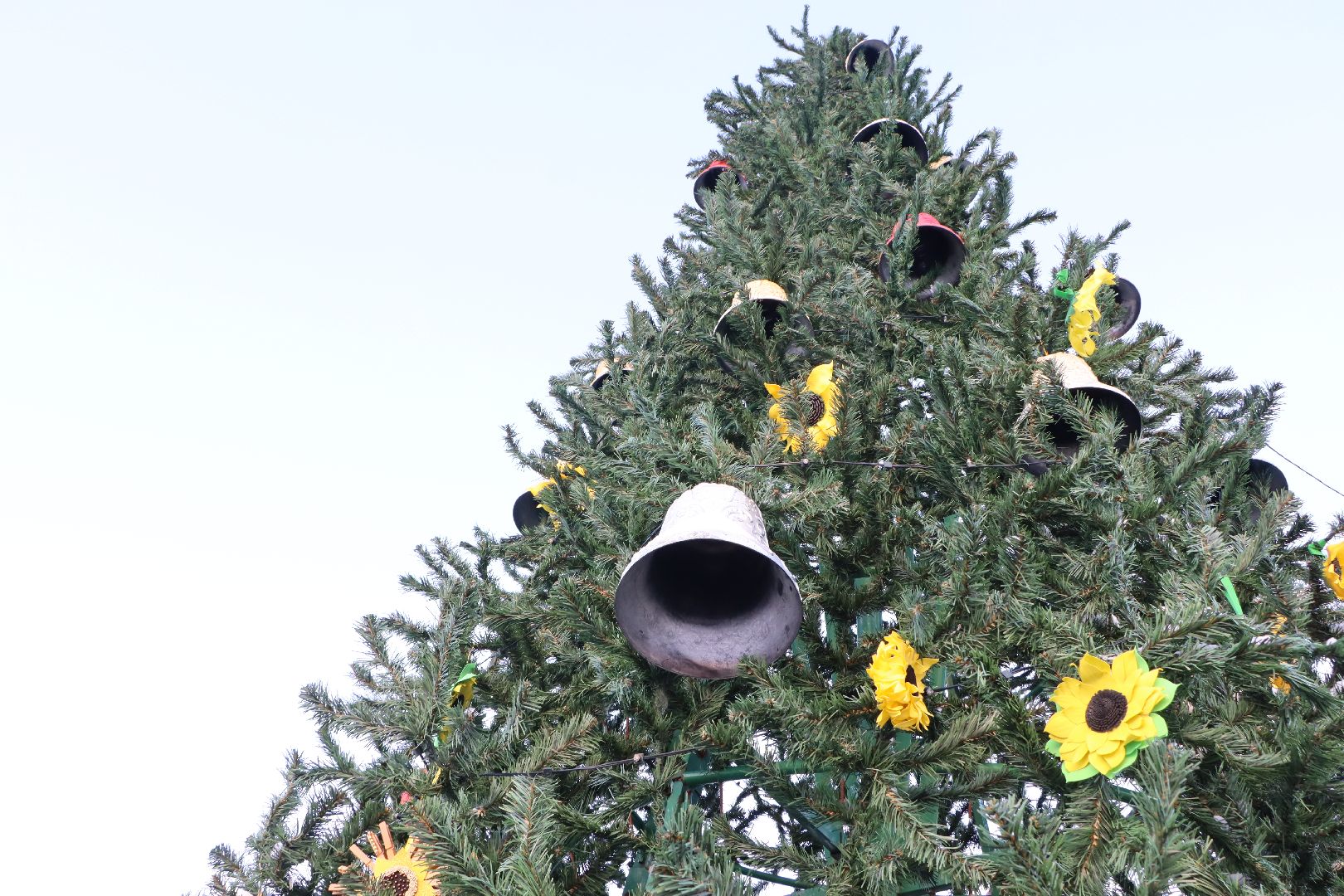 Серебряные Пруды, Зима в Подмосковье, Культурный код, ПКиО Серебряный, подсолнух, Даниил Бокарев,