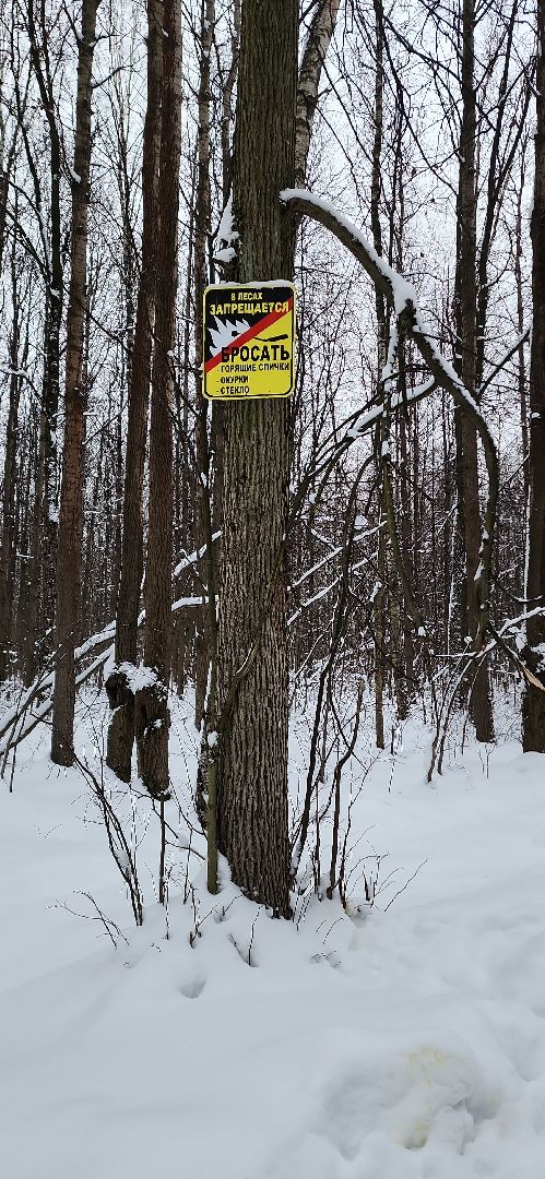 парк, лыжи, лыжня, лыжник, каток, каток в парке, зима, зимний сезон, зимний отдых,