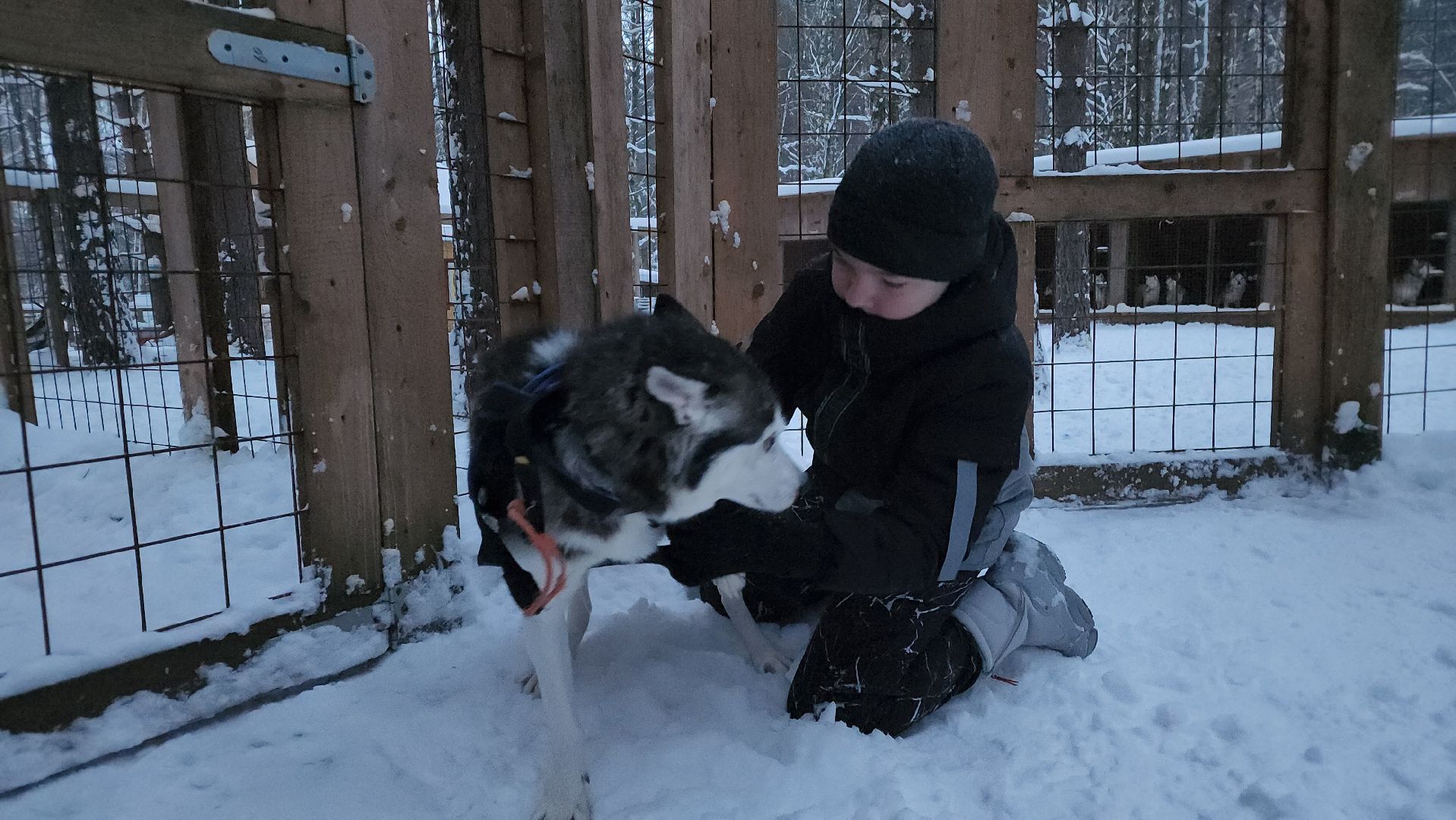 ступино, бореалис, ездовые собаки, скиджоринг,