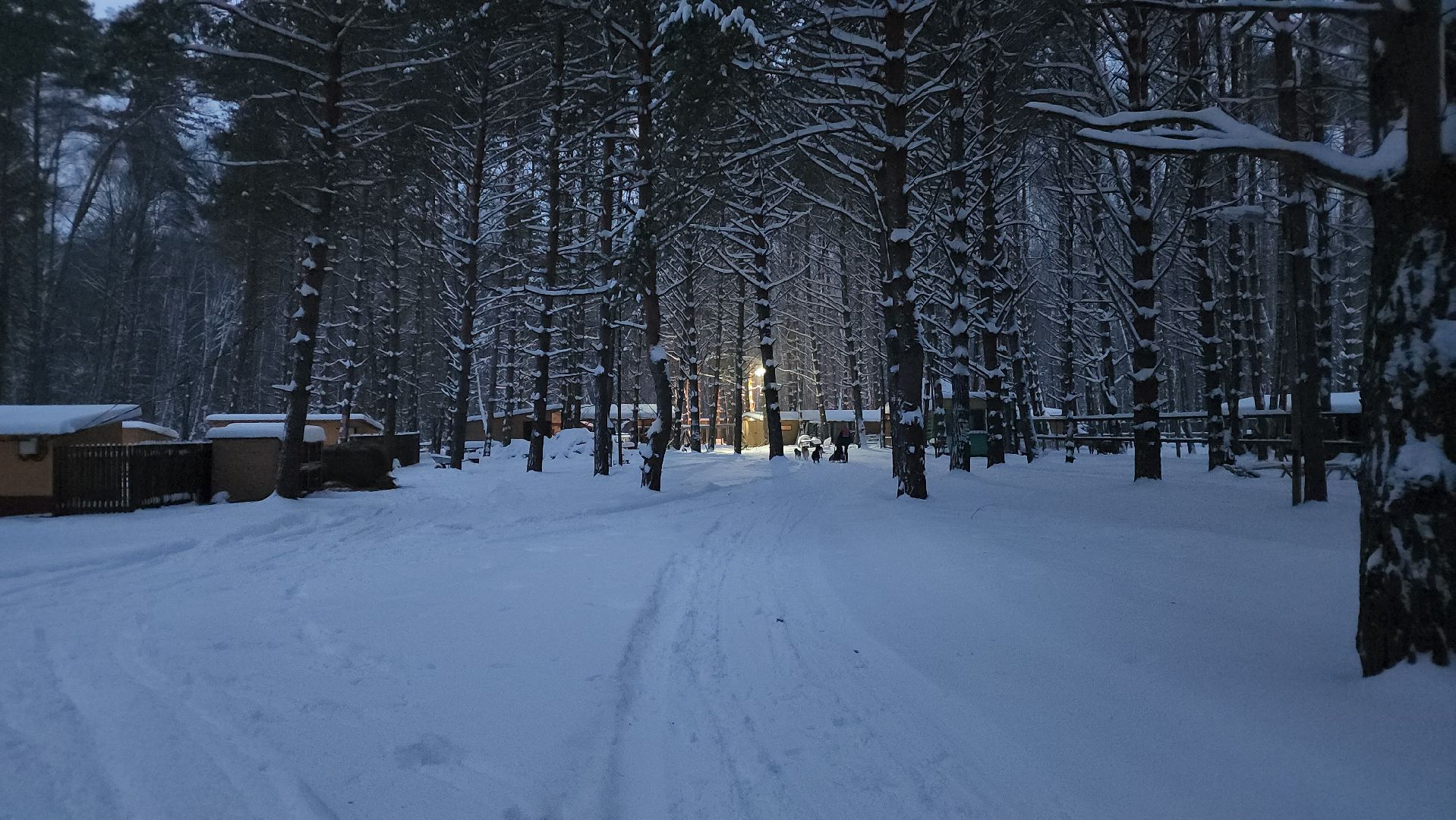 ступино, бореалис, ездовые собаки, скиджоринг,