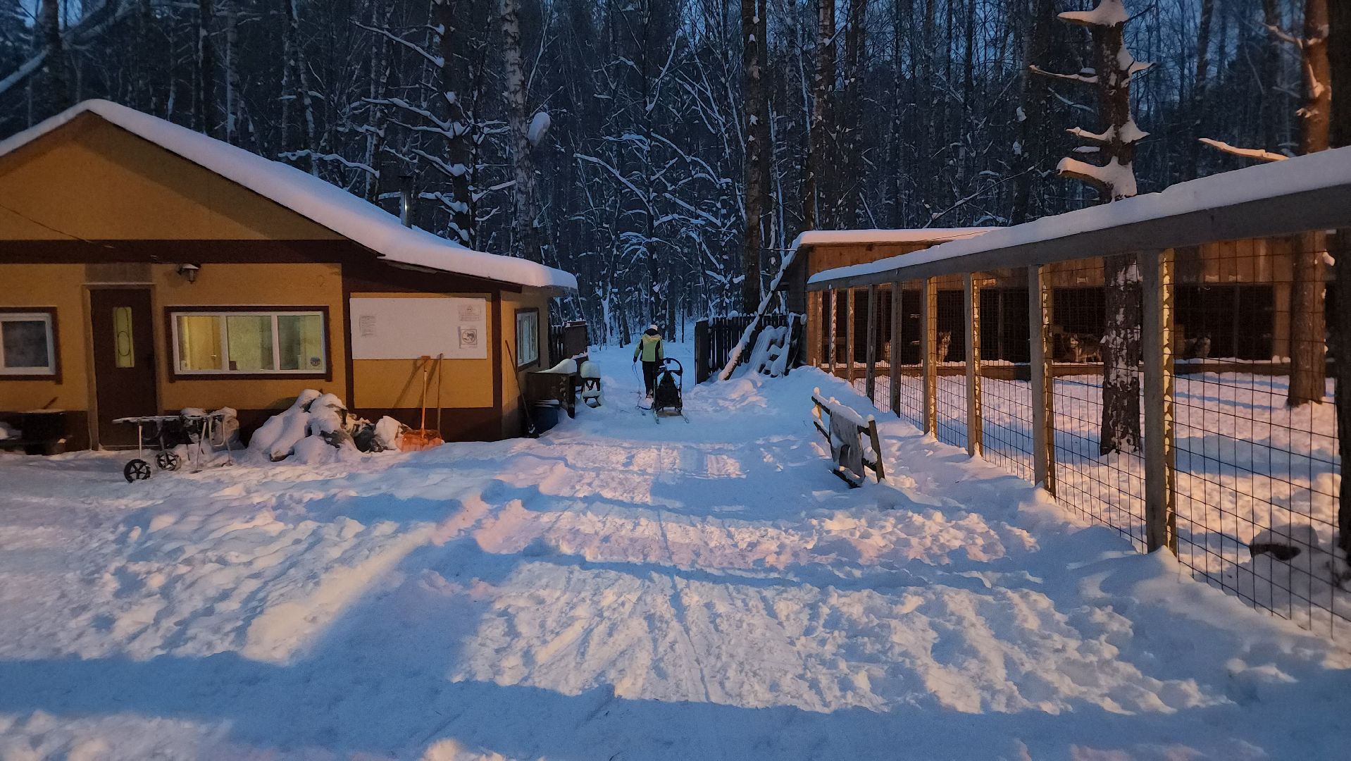 ступино, бореалис, ездовые собаки, скиджоринг,