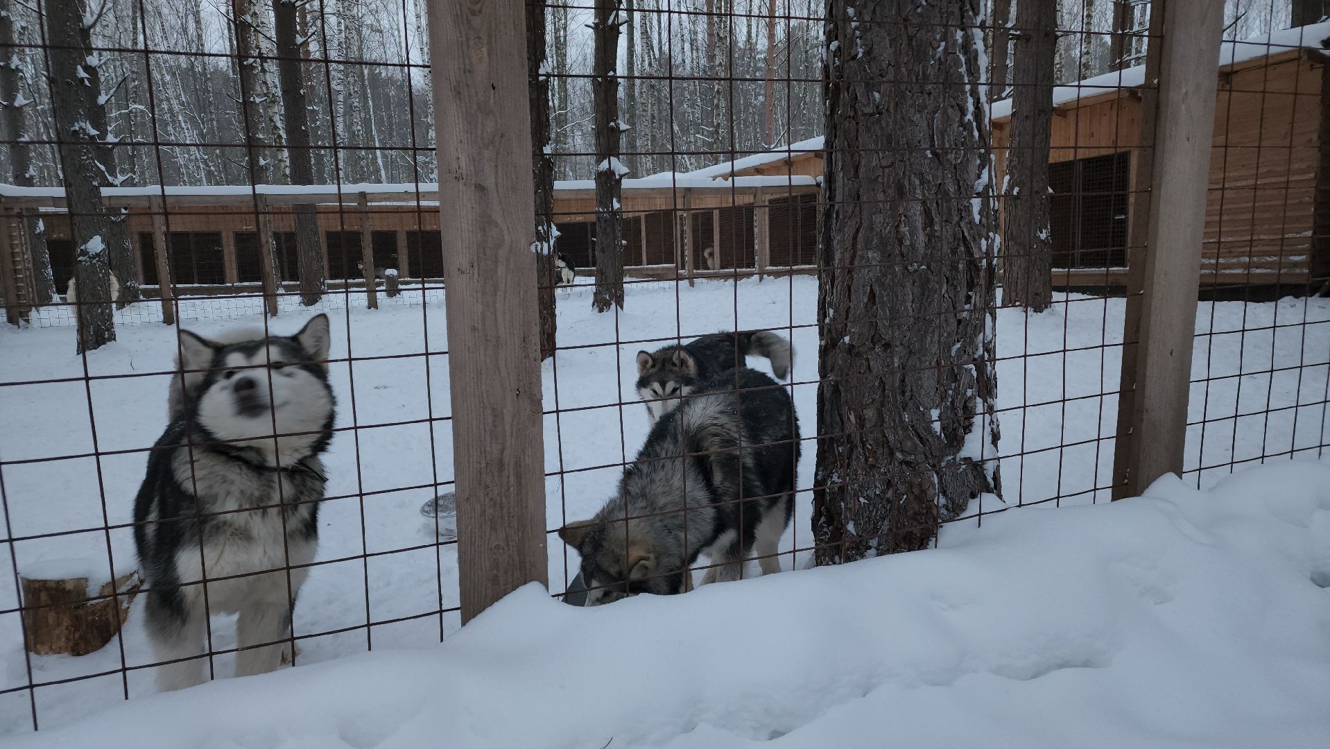 ступино, бореалис, ездовые собаки, скиджоринг,