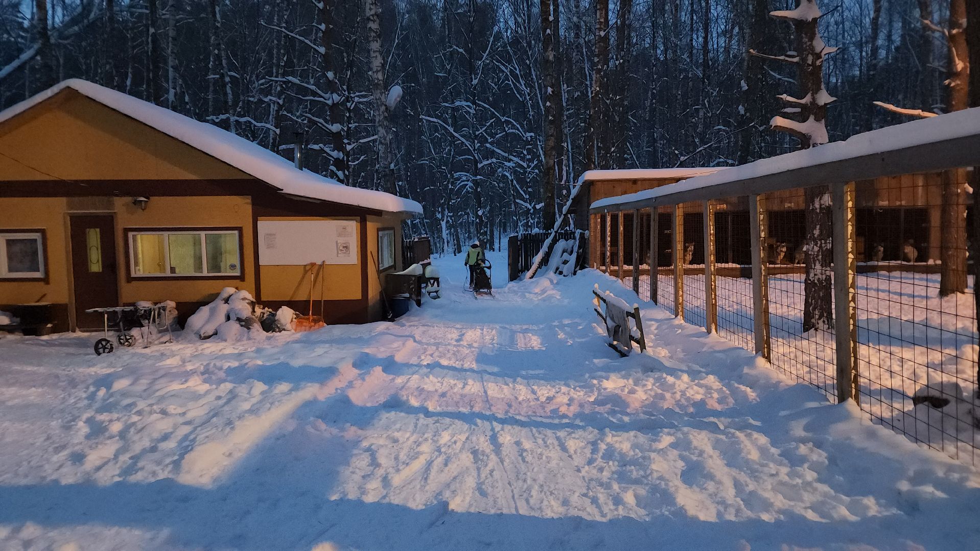 ступино, бореалис, ездовые собаки, скиджоринг,