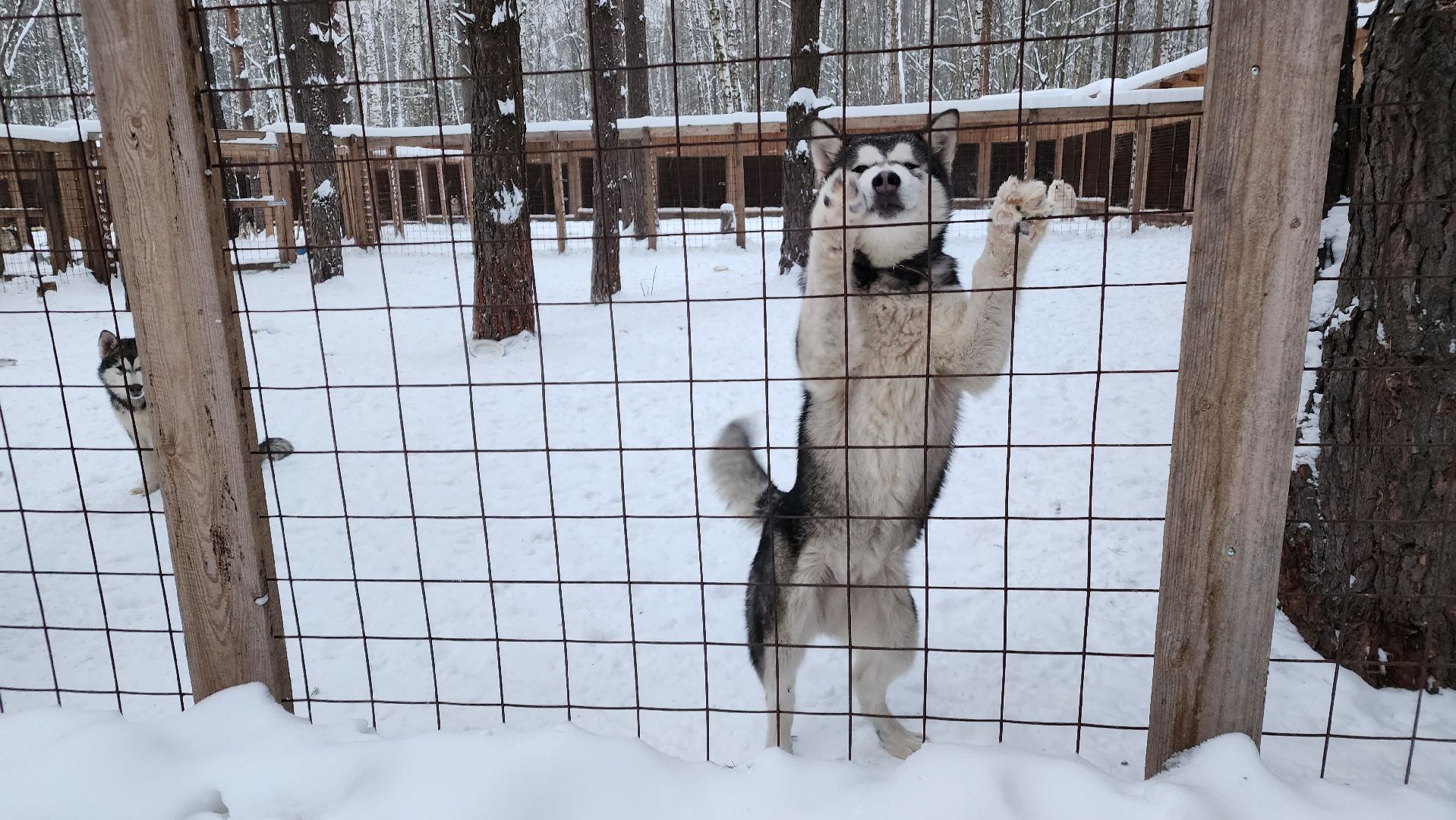 ступино, бореалис, ездовые собаки, скиджоринг,