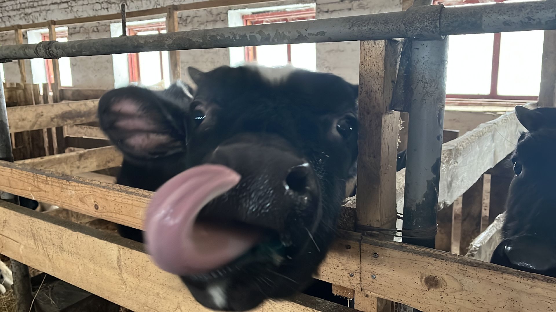 Волоколамск, фермер, Фермерское хозяйство,