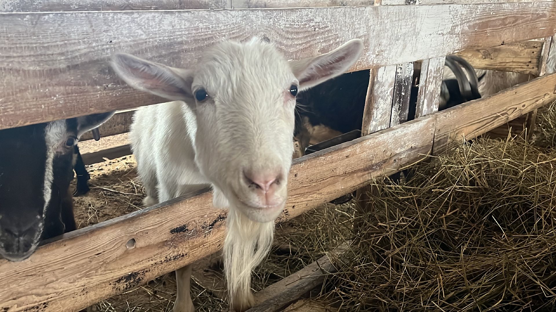 Волоколамск, фермер, Фермерское хозяйство,