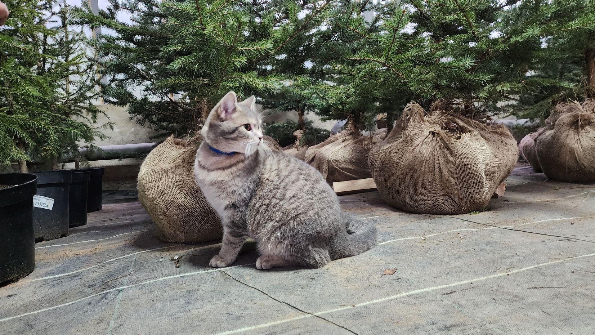Подмосковье, Городской округ Пушкинский, Ивантеевки, Лесопитомник, Скоро новый год,