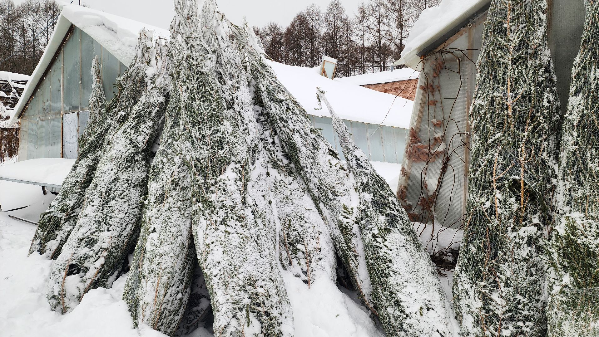 Подмосковье, Городской округ Пушкинский, Ивантеевки, Лесопитомник, Скоро новый год,