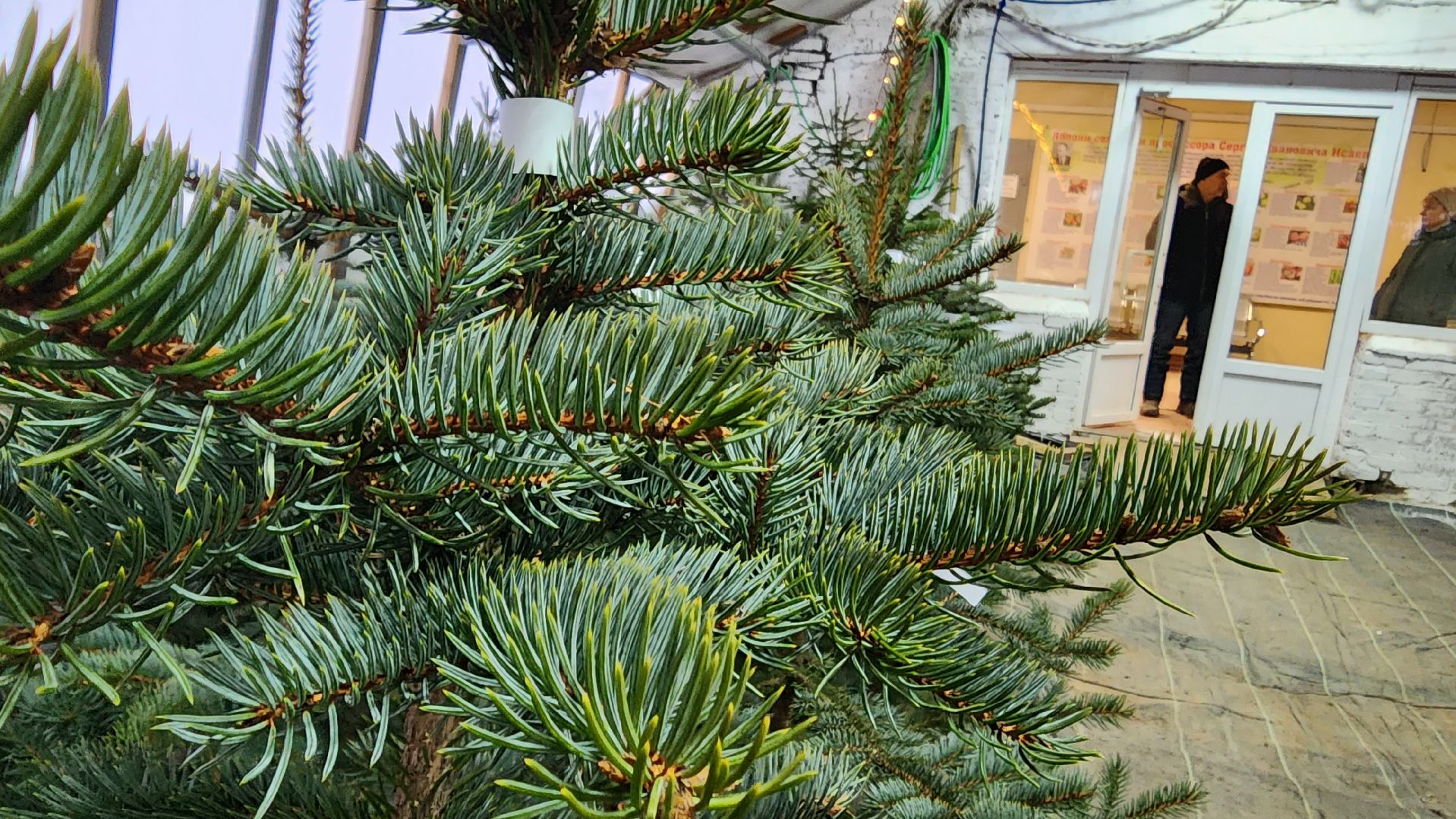 Подмосковье, Городской округ Пушкинский, Ивантеевки, Лесопитомник, Скоро новый год,