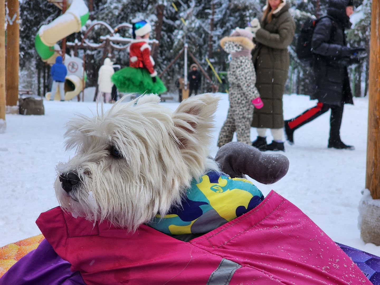 Лес, Парк, Лыжи, лыжная трасса, соревнования, зажжение елки,