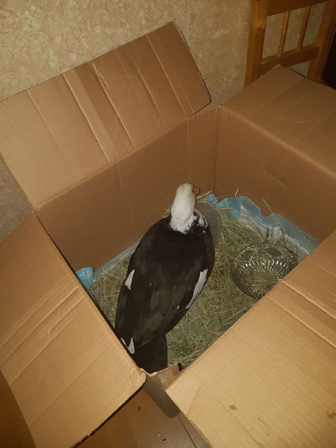 Одинцово, общество