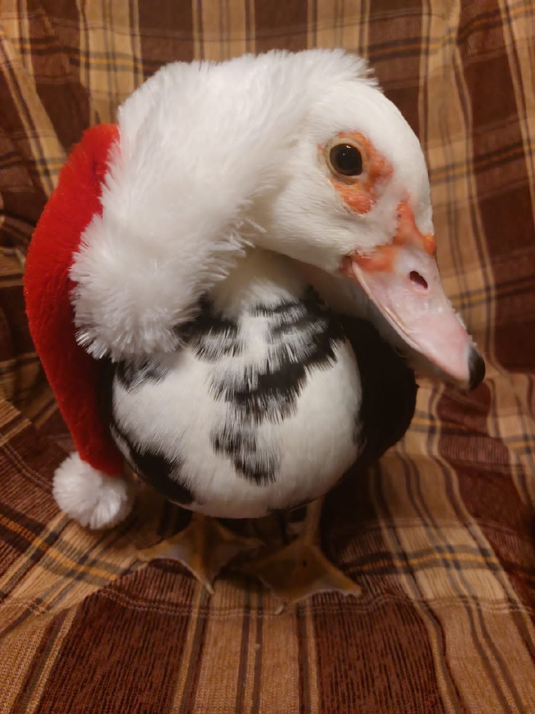 Одинцово, общество