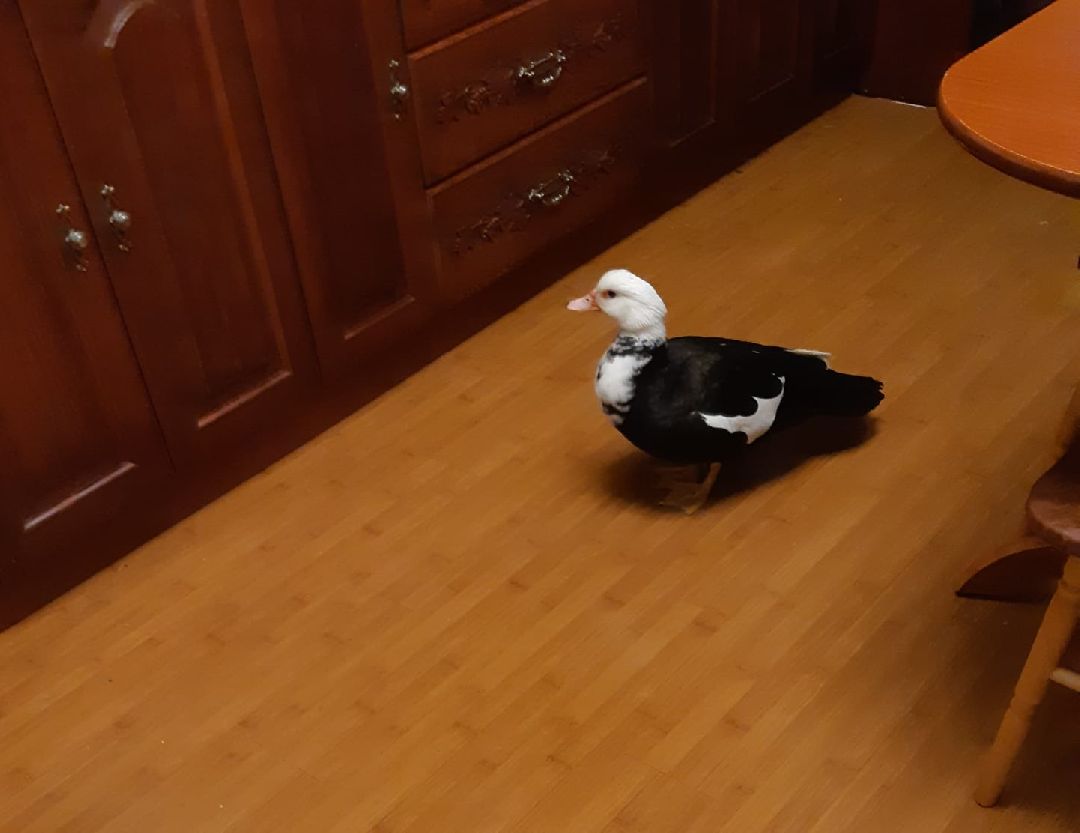 Одинцово, общество