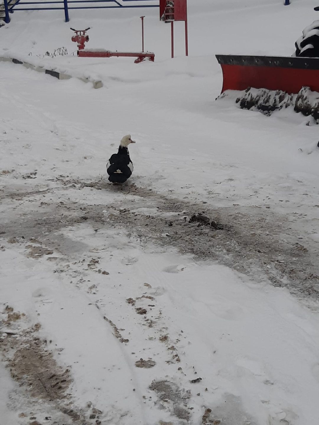 Одинцово, общество