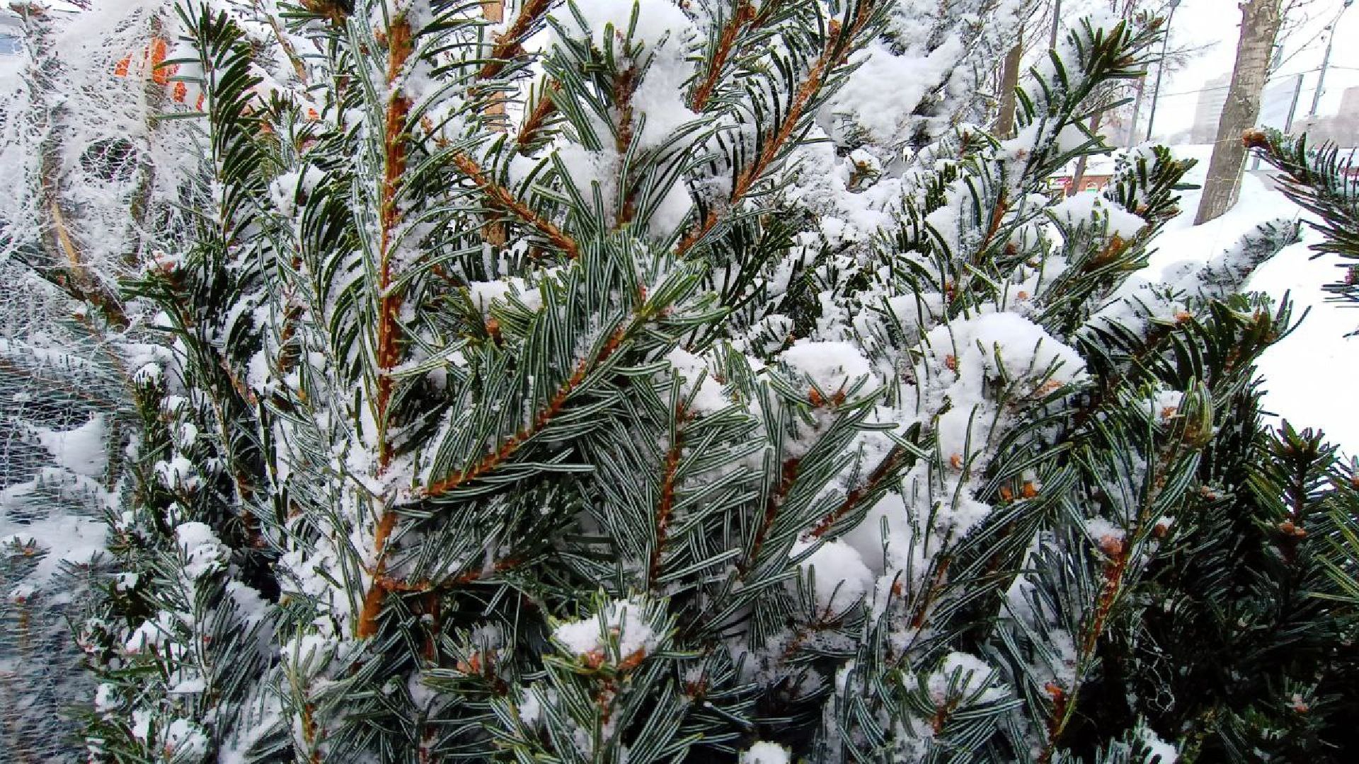 Реутов, базар, елки, новый год, символ года, лесная красавица,