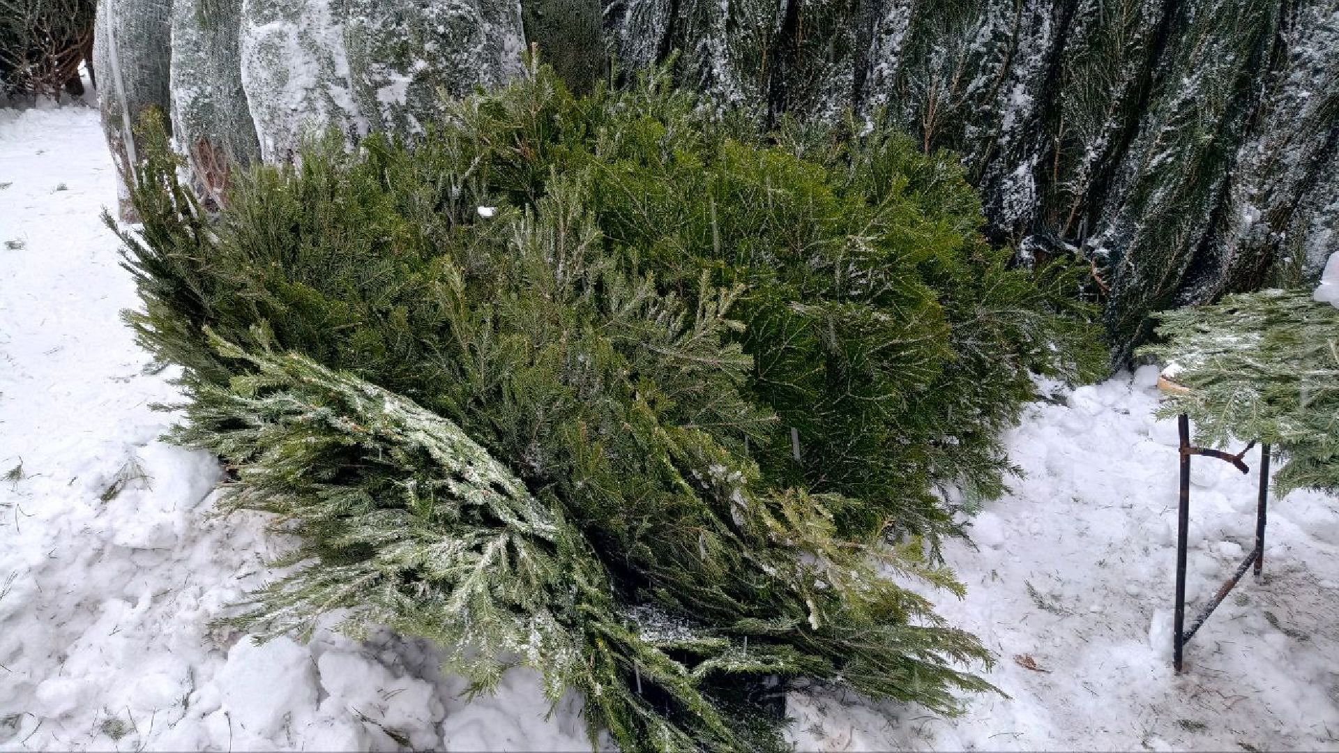 Реутов, базар, елки, новый год, символ года, лесная красавица,