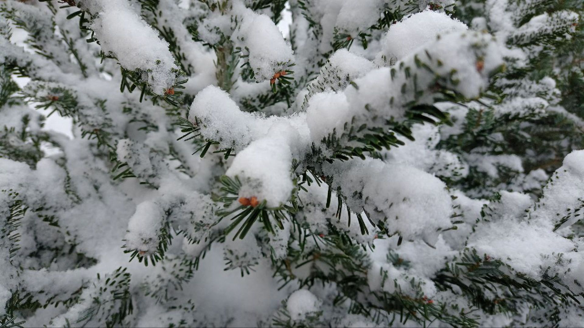 Реутов, базар, елки, новый год, символ года, лесная красавица,