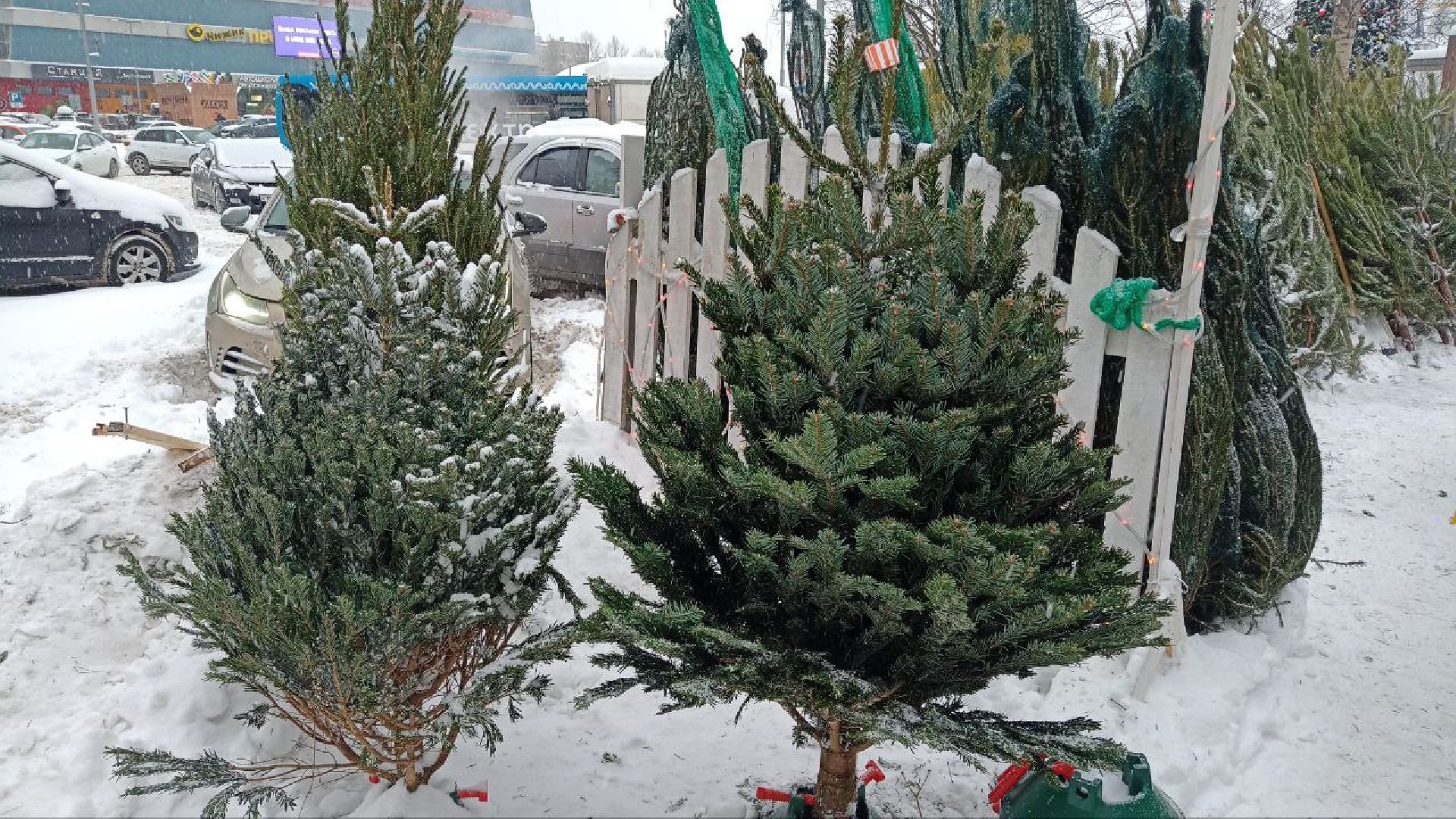 Реутов, базар, елки, новый год, символ года, лесная красавица,