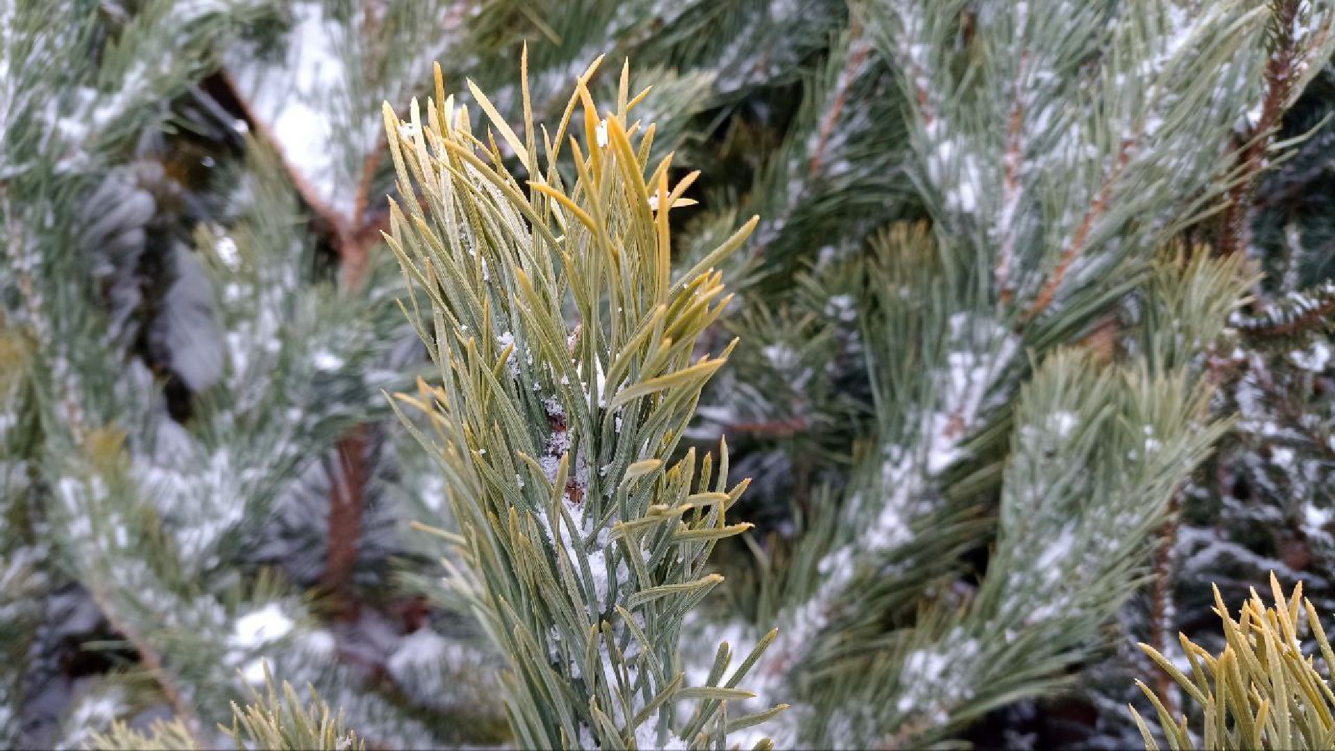 Реутов, базар, елки, новый год, символ года, лесная красавица,