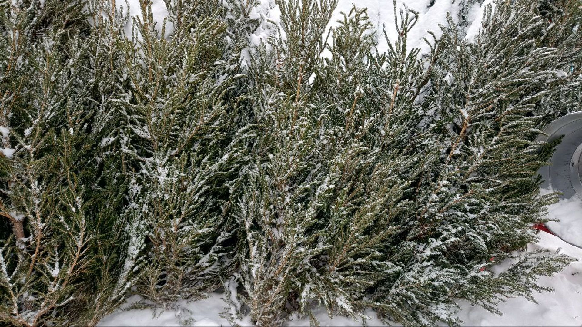 Реутов, базар, елки, новый год, символ года, лесная красавица,