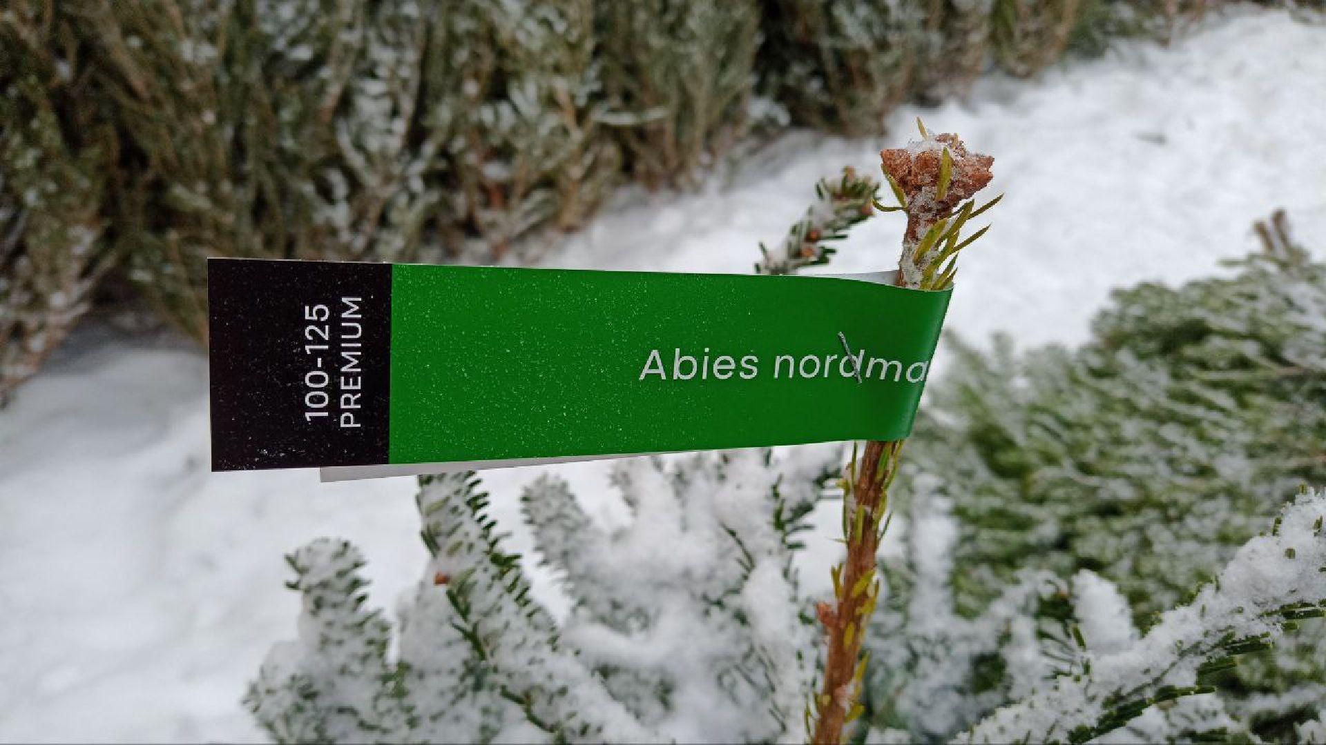 Реутов, базар, елки, новый год, символ года, лесная красавица,