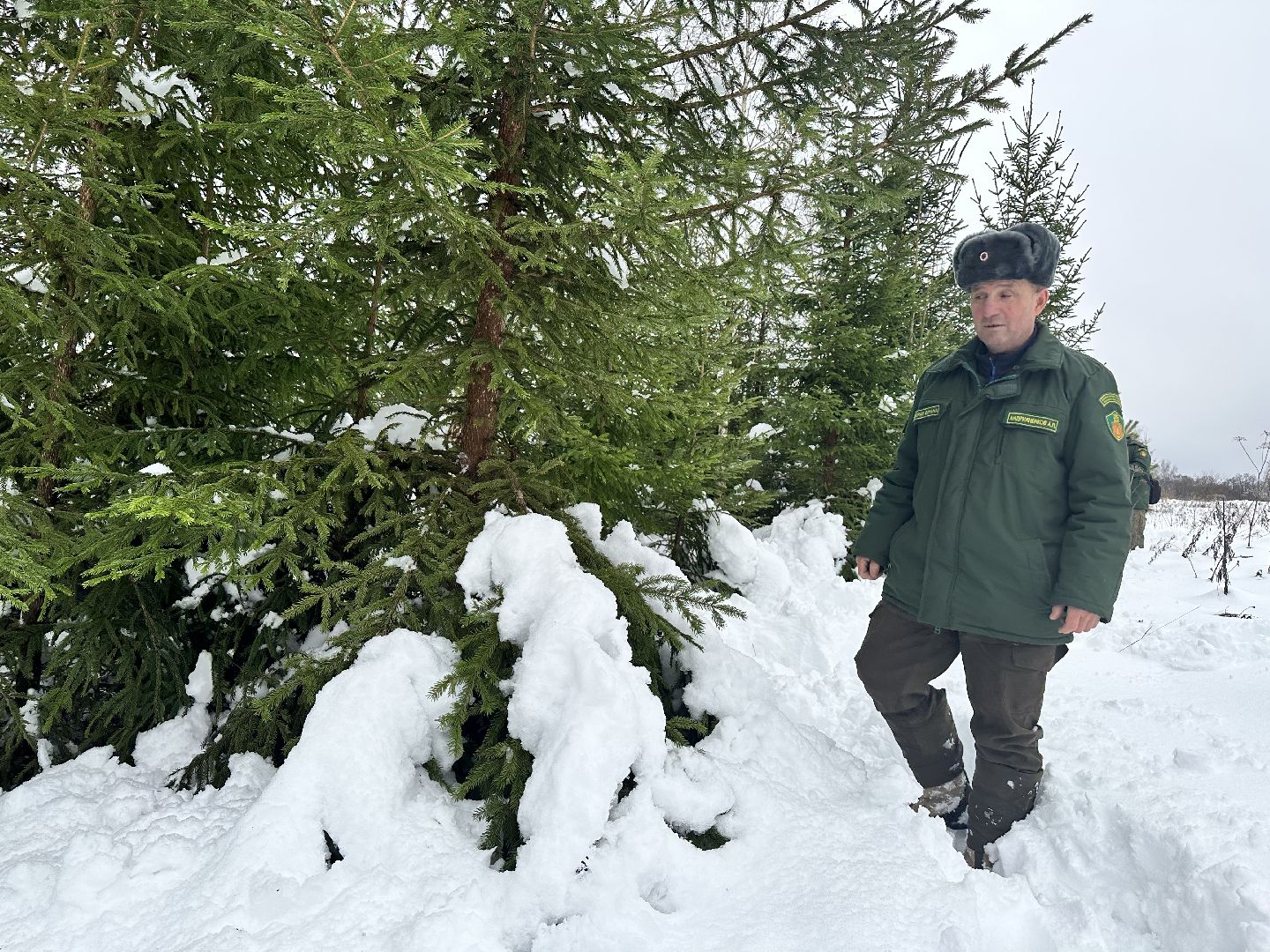 Операция Елочка, Незаконная рубка елок,Наро-Фоминск, вырубка леса,