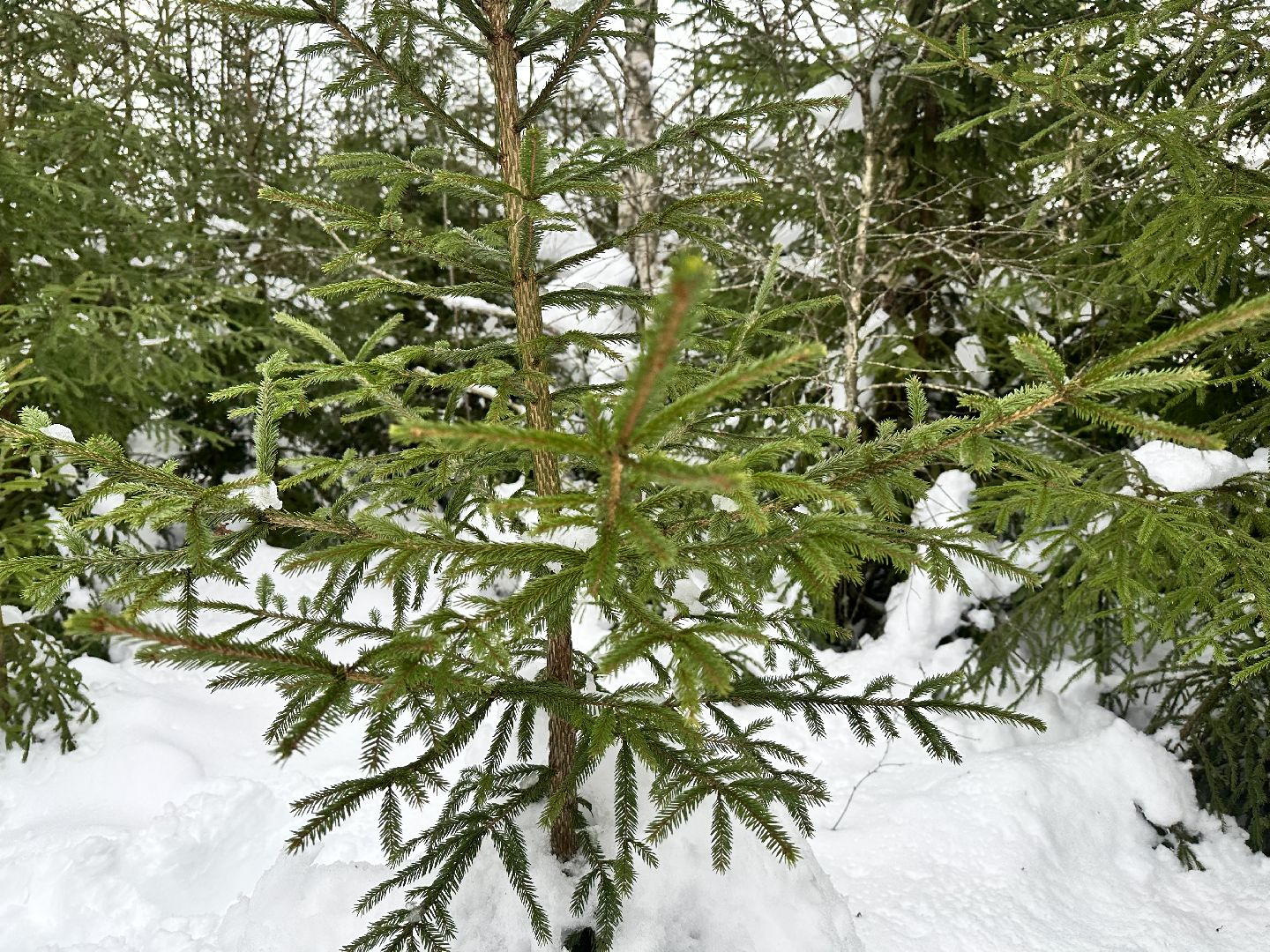 Операция Елочка, Незаконная рубка елок,Наро-Фоминск, вырубка леса,