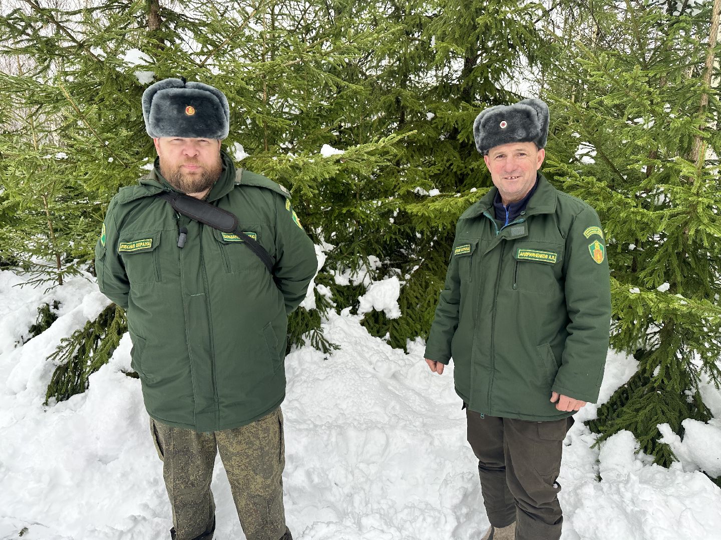 Операция Елочка, Незаконная рубка елок,Наро-Фоминск, вырубка леса,