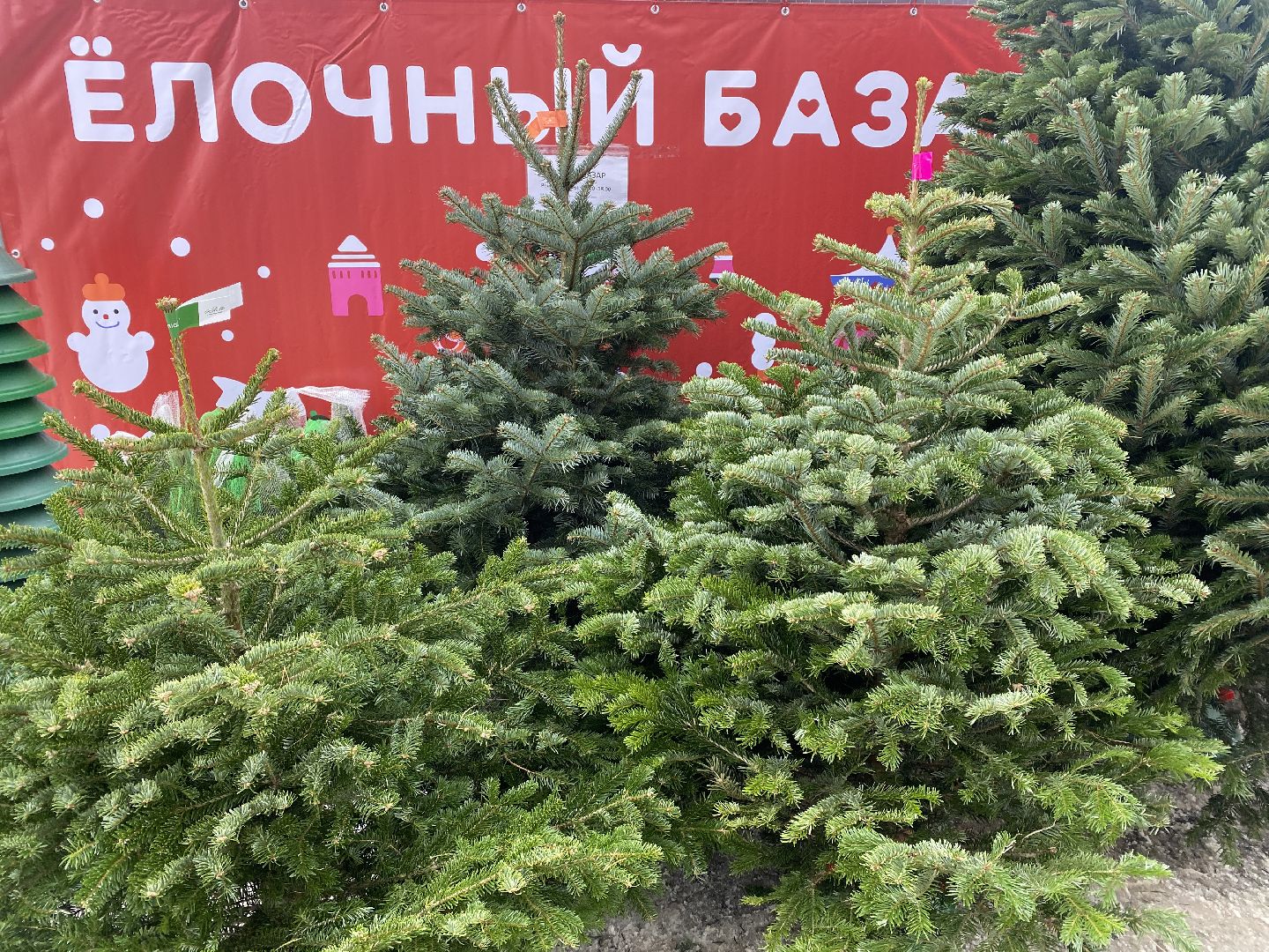 волоколамск, ёлка, елки, елочный базар, зима в подмосковье, сосны, пихты,