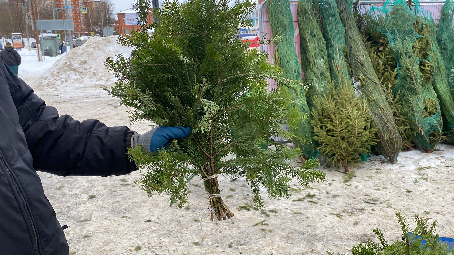 волоколамск, ёлка, елки, елочный базар, зима в подмосковье, сосны, пихты,