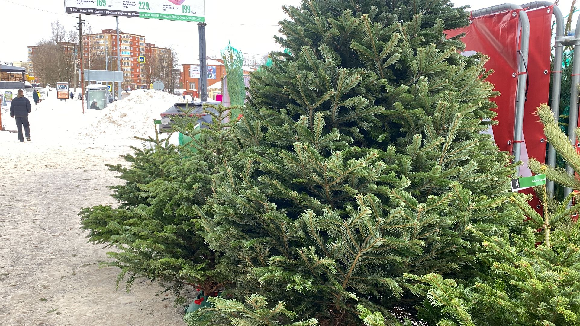 волоколамск, ёлка, елки, елочный базар, зима в подмосковье, сосны, пихты,