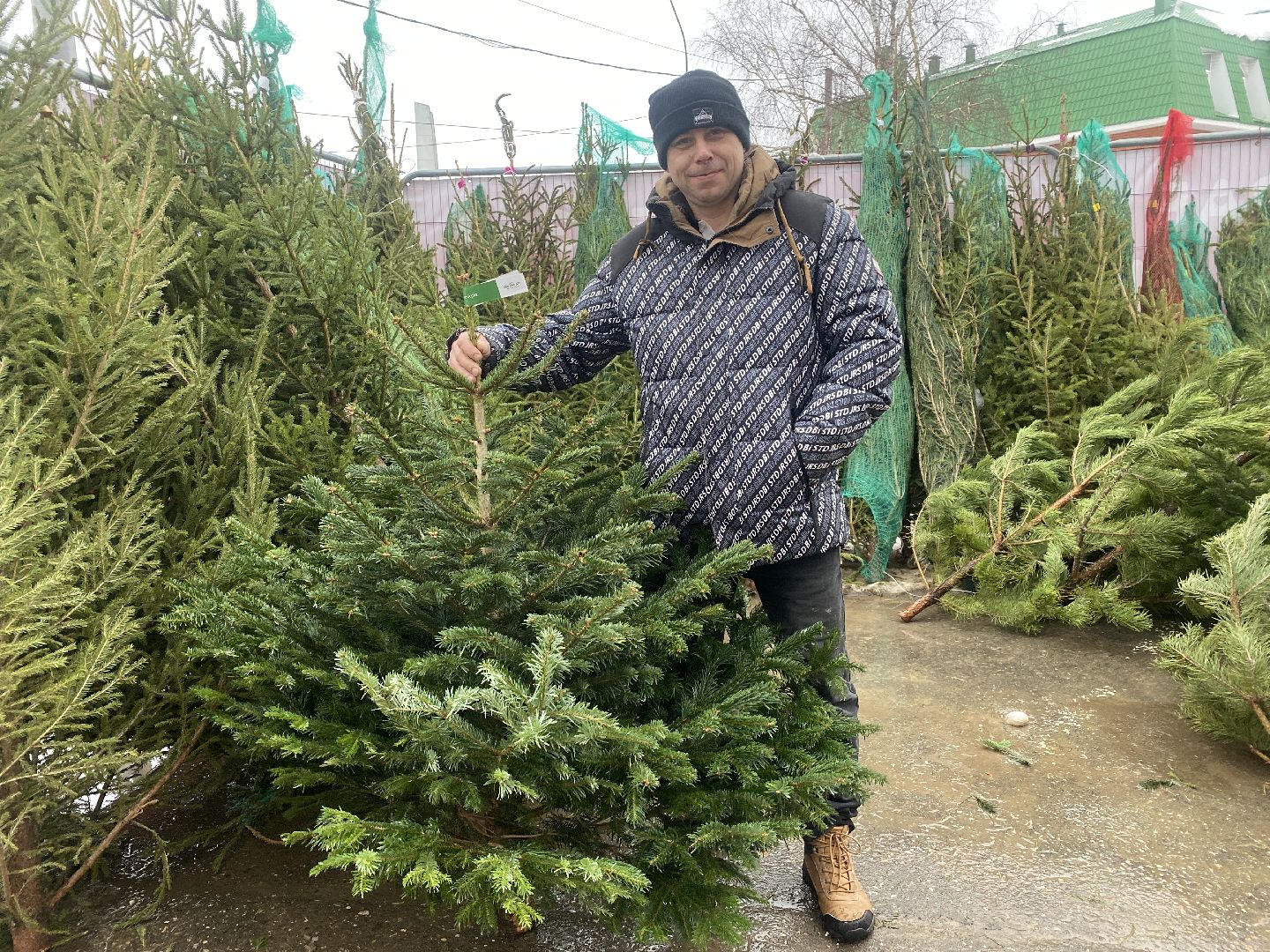 волоколамск, ёлка, елки, елочный базар, зима в подмосковье, сосны, пихты,