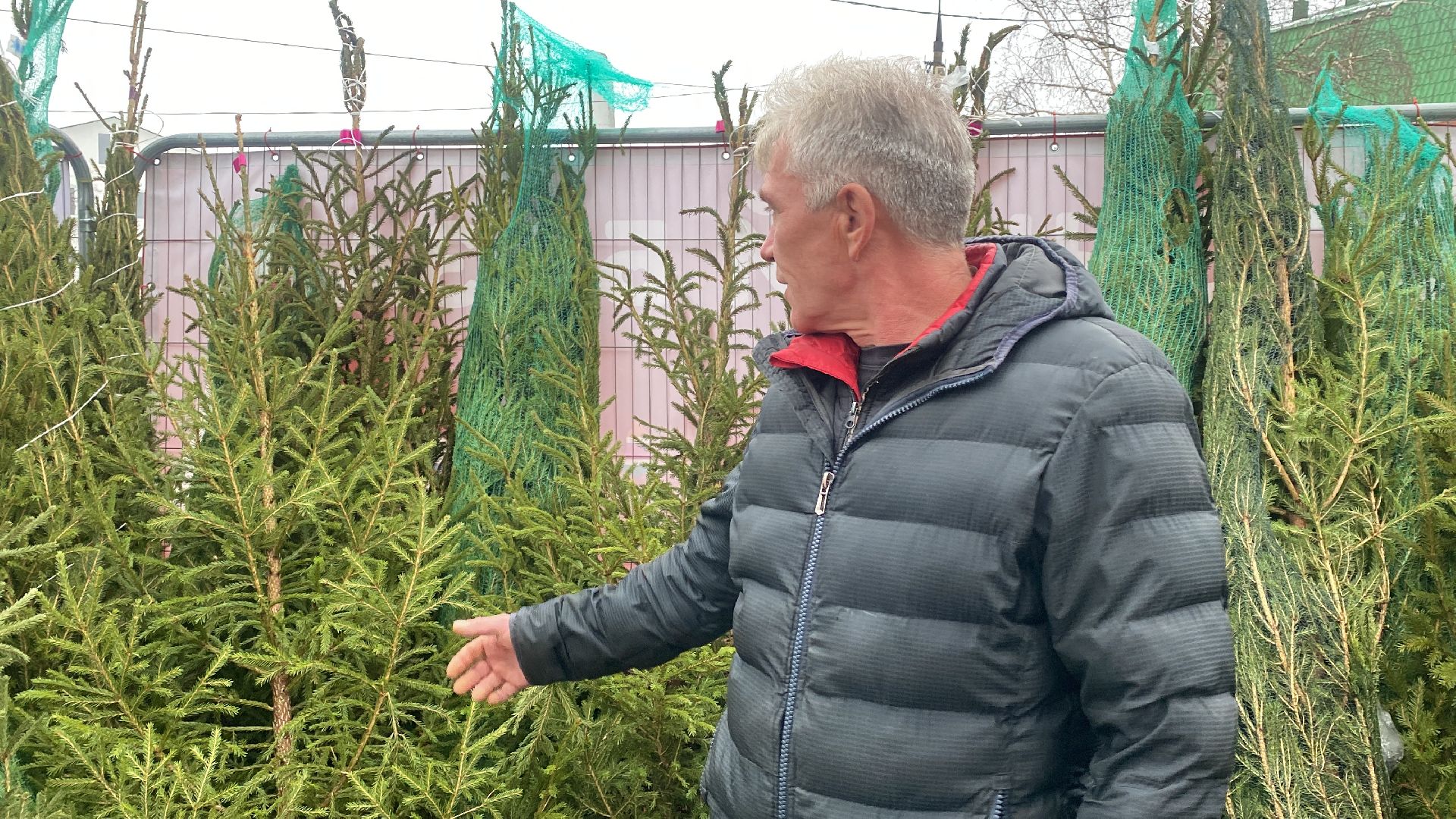 волоколамск, ёлка, елки, елочный базар, зима в подмосковье, сосны, пихты,