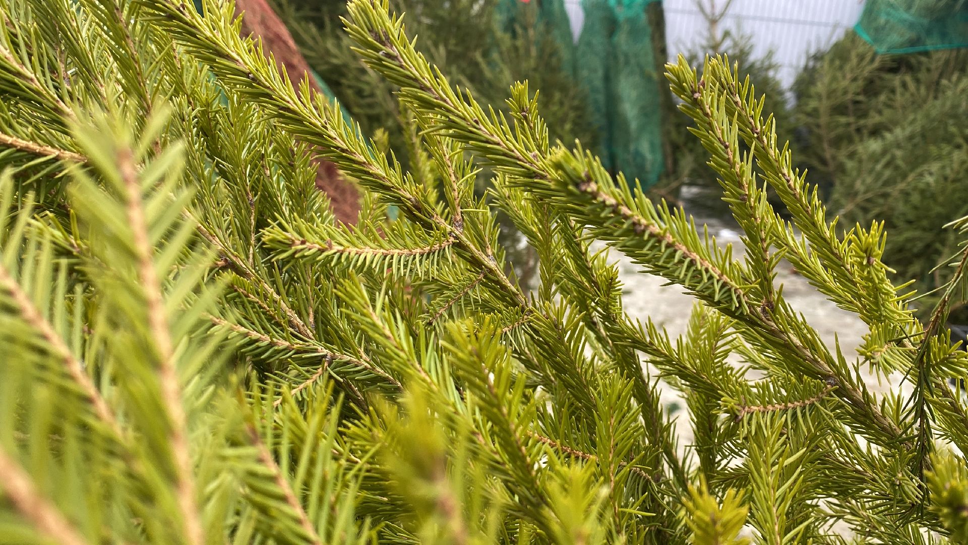 волоколамск, ёлка, елки, елочный базар, зима в подмосковье, сосны, пихты,