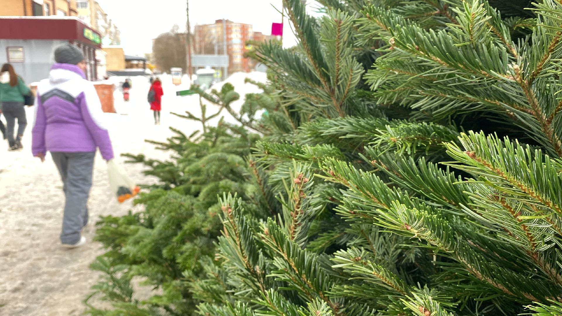 волоколамск, ёлка, елки, елочный базар, зима в подмосковье, сосны, пихты,