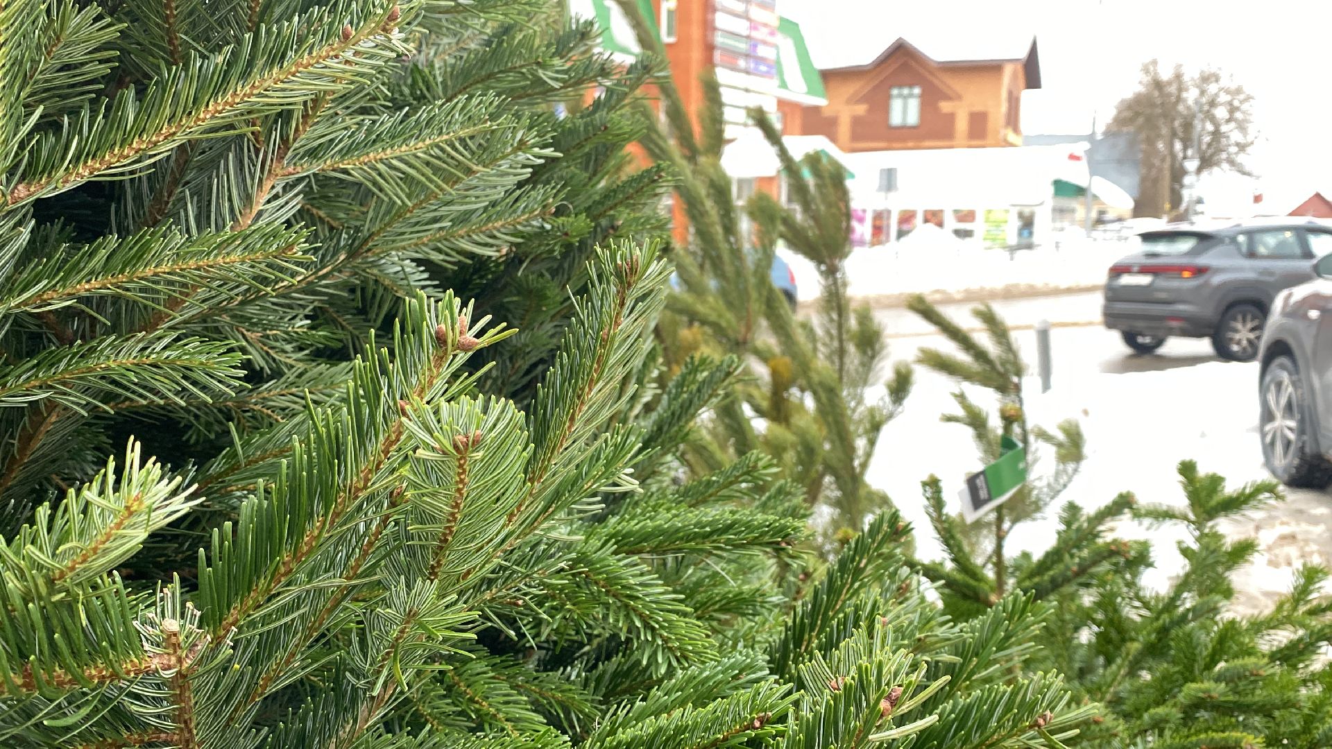 волоколамск, ёлка, елки, елочный базар, зима в подмосковье, сосны, пихты,