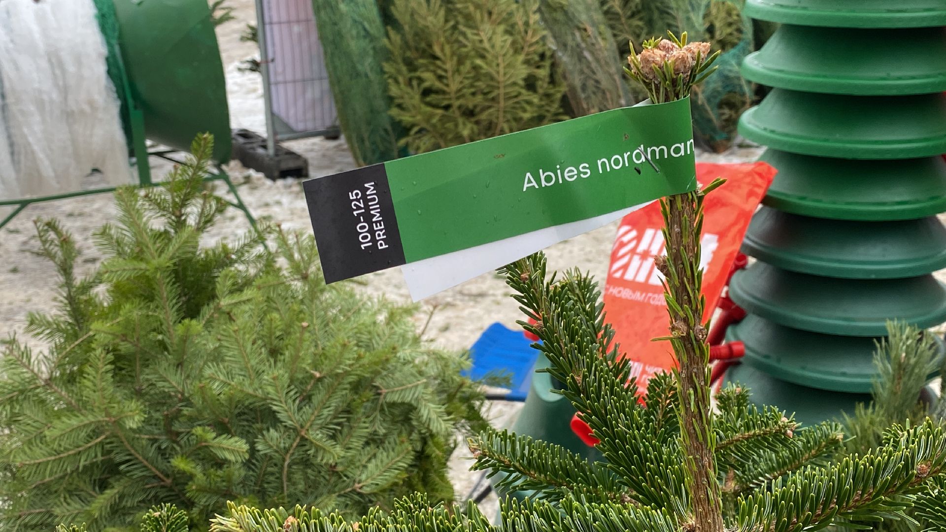 волоколамск, ёлка, елки, елочный базар, зима в подмосковье, сосны, пихты,