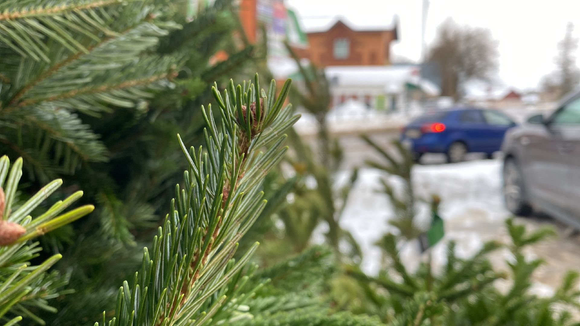 волоколамск, ёлка, елки, елочный базар, зима в подмосковье, сосны, пихты,