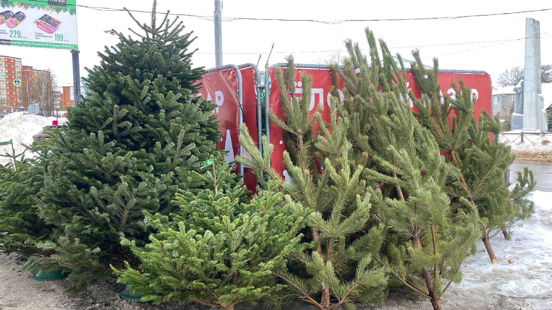 волоколамск, ёлка, елки, елочный базар, зима в подмосковье, сосны, пихты,