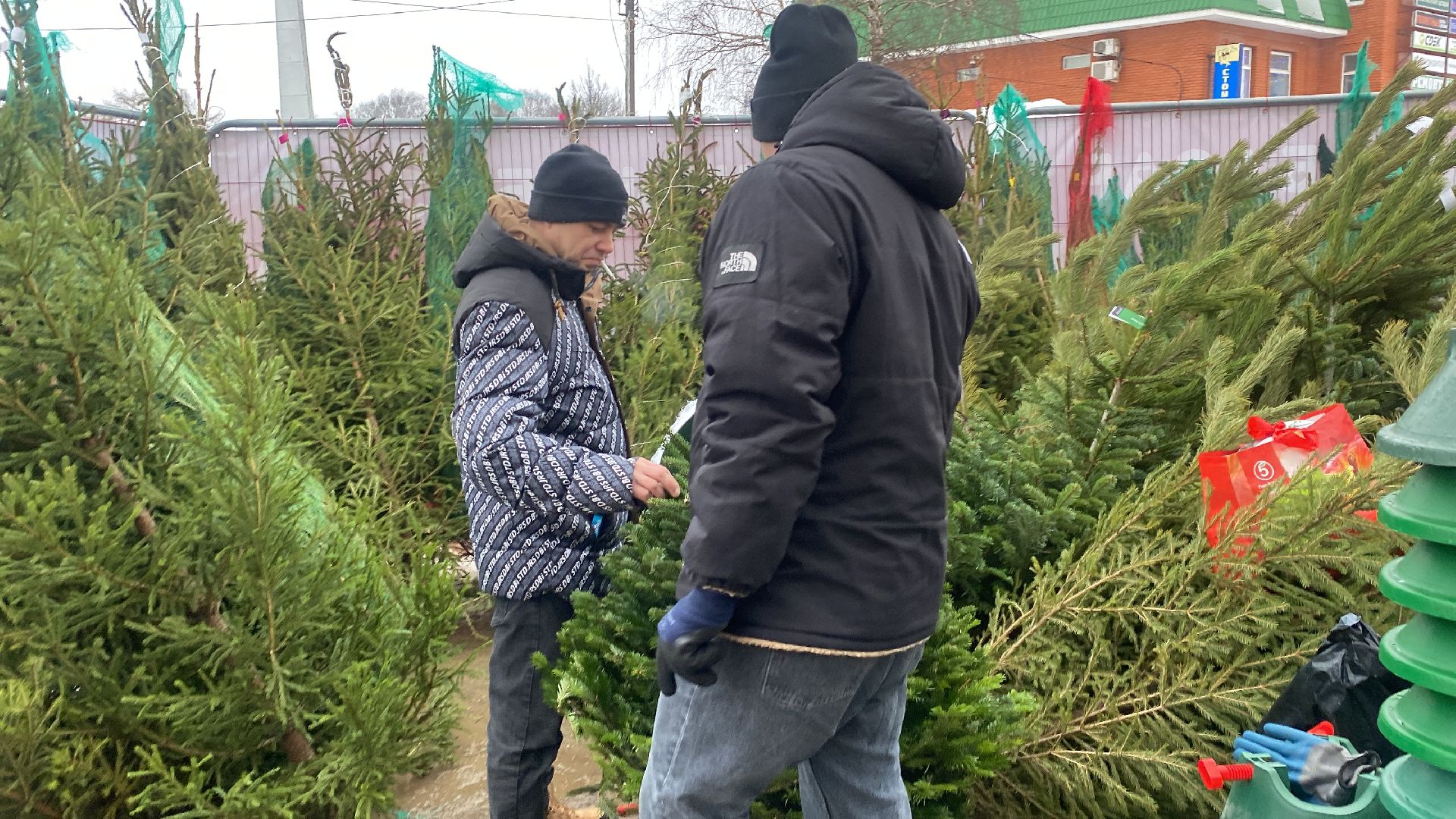 волоколамск, ёлка, елки, елочный базар, зима в подмосковье, сосны, пихты,